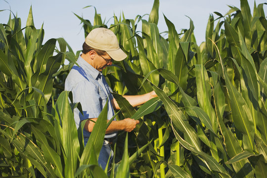 Agriculture - A crop consultant checks a healthy crop of pre-tassel stage grain corn for symptoms of leaf disease. No disease is present / Arkansas, USA.