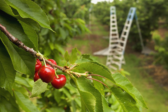 Agriculture - Treetop view of ripe Bing cherries on the tree with harvesting ladders in the background / near Linden, San Joaquin County, California, USA.