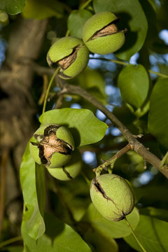 Agriculture - Mature walnuts on the tree with cracked husks, ready for harvest / near Linden, San Joaquin County, California, USA.