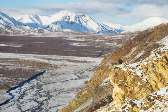 Golden eagle (aquila chrysaetos) sits on a cliff overlooking a river bed in denali national park;Alaska united states of america