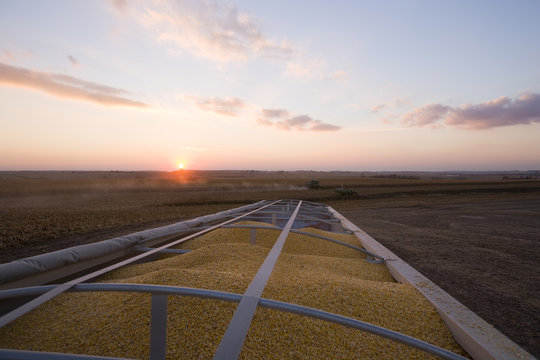 Agriculture - Freshly harvested grain corn piled up in a grain truck at sunset during the Autumn harvest. A combine harvests corn in the background / near Northland, Minnesota, USA.