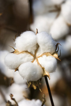 Agriculture - Mature, harvest ready 5-lock cotton boll in Autumn / Mississippi, USA.