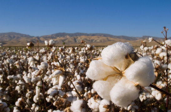 Cotton boll, San Joaquin Valley, California, USA
