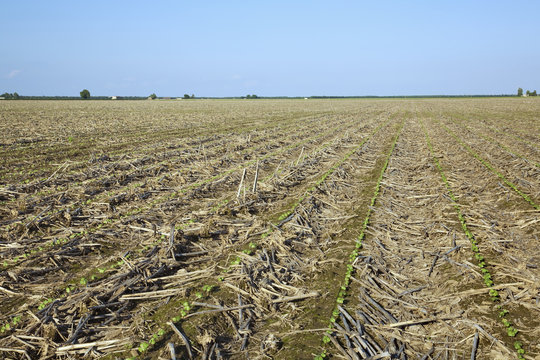 Agriculture - Field of cotton seedlings at the first true leaf stage, planted no-till in residue of the previous year
