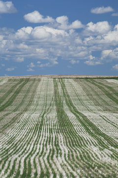 A Field Of Rows Of Cut Lines At Harvest And Seeding Lines With Clouds And Blue Sky, Acme, Alberta, Canada