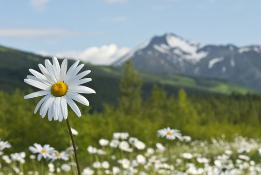 Daisies in meadows if Turnagain Pass in Chugach National Forest