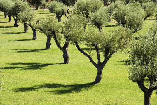 Rows Of Olive Trees And Their Shadows, Mendoza, Argentina