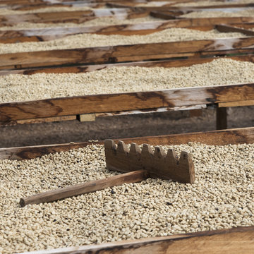 Coffee Plantation, Copan, Honduras