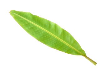 Banana leaf on a white background.