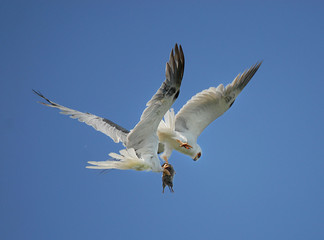 White tailed Kites exchanging prey (gopher) in midair
