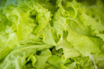 Close up of green lettuce at the Waverly Farmers Market, Baltimore, Maryland, United States of America