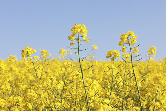 Yellow rapeseed flowers
