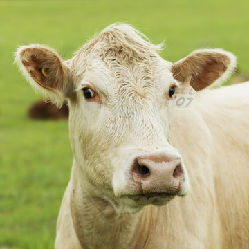 Close up of a cow standing in a green field, Manitoba, Canada