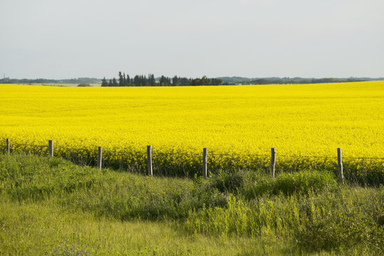 A yellow canola field, Erickson, Manitoba, Canada