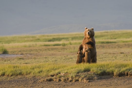 A Grizzly Bear (Ursus Arctos Horribilis) Nursing Her Two Cubs; Alaska, United States Of America