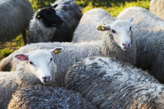 A flock of sheep in a pasture, Oland, Sweden