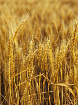 Golden wheat heads, Chester, Oklahoma, United States of America