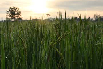 Rice field in the morning.