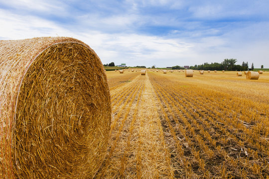 Hay bales in field, Cramahe, Ontario, Canada