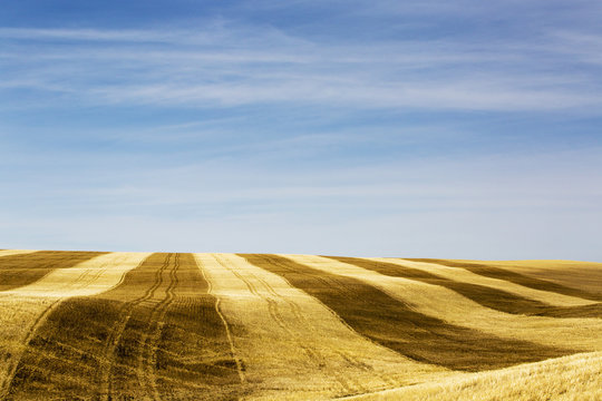 A rolling hill stubble field with harvest lines and blue sky with hazy clouds, Alberta, Canada