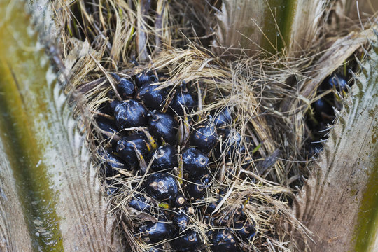 Oil palm tree, Sei Sekonyer, Central Kalimantan, Borneo, Indonesia