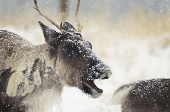Caribou in a snowstorm with it's mouth open;Yukon canada