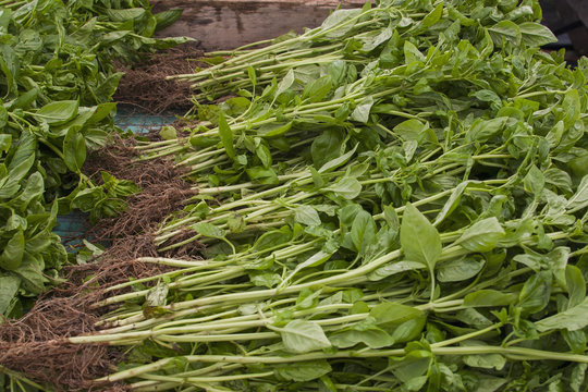 Large basil plants harvested with roots attached and spread out to dry after after being washed and getting ready to be packaged and shipped, Hillsburg, Ontario, Canada