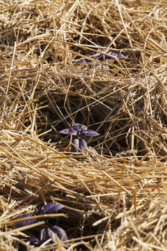 Purple basil plants growing in straw mulch, Brampton, Ontario, Canada