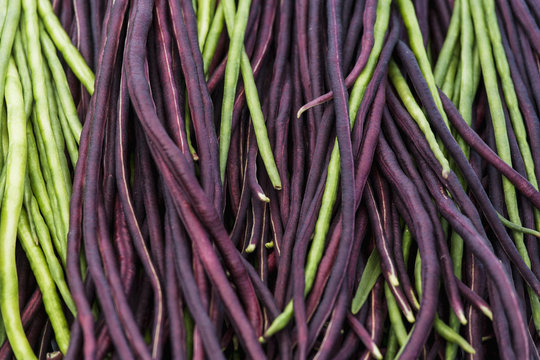 Red and green Yard Long Beans (Vigna unguiculata subso. sesquipedalis), Toronto, Ontario, Canada