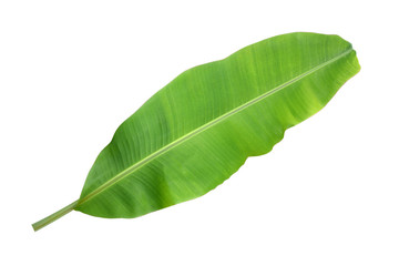 Banana leaf on a white background.