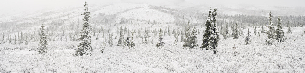 Obraz na płótnie Canvas Panorama Landscape Of The First Snowfall On Spruce Trees And Tundra, Denali National Park, Interior, Alaska
