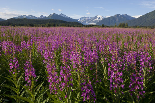Fireweed, Alaska, USA