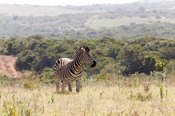 Fototapeta premium Zebra