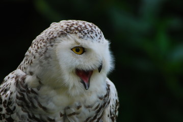 Snowy owl