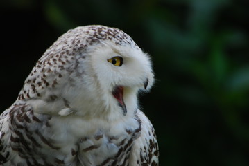 Obraz premium Snowy Owl