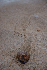 Hermit crab