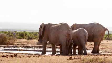 Fototapeta premium Elephant Tribe