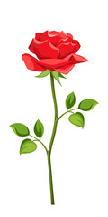 Fototapeta premium Vector red rose with stem isolated on a white background.