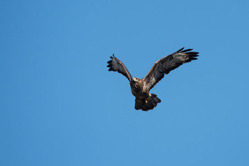 Common Buzzard, Buteo buteo