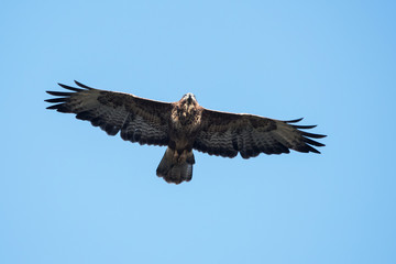 Common Buzzard, Buteo buteo