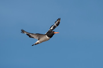 Eurasian Oystercatcher, Haematopus ostralegus