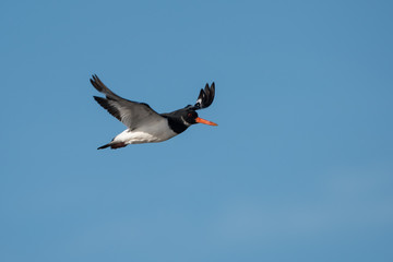 Eurasian Oystercatcher, Haematopus ostralegus