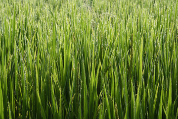 Rice field in the morning.