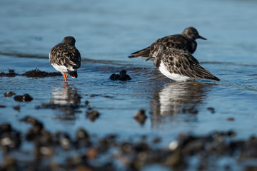 Ruddy Turnstone, Turnstone , Arenaria interpres