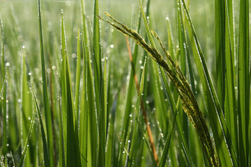 Rice seed in morning.