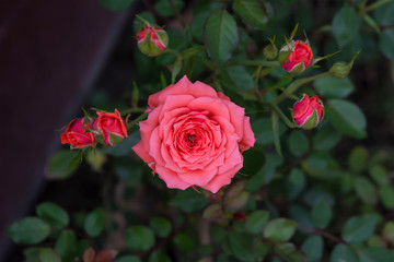 Pretty orange pink roses in garden