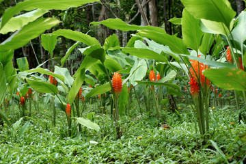 orange siam tulip flower