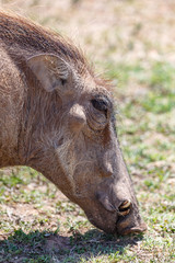 Fototapeta premium More Fooood