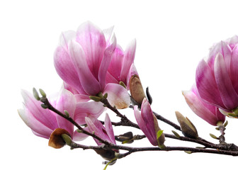 magnolia flower branch isolated on white background © anphotos99