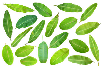 Banana leaves